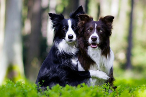 Koliko je granični štenac?